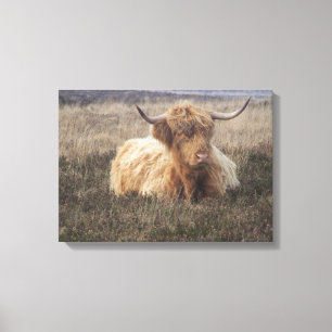Hooglandenkool op Dartmoor Canvas Afdruk