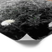 Hooglanders Koe Schotland Landelijke Poster Zwart (Hoek)