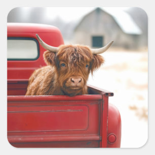 Hooglandrund in een rode retro-pick-uptruck vierkante sticker