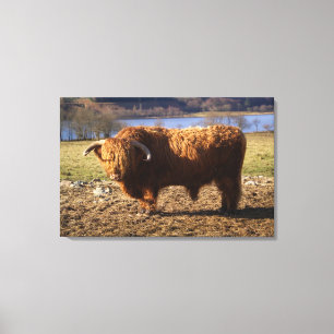 Hooglandrund Stier, Schotland Canvas Afdruk