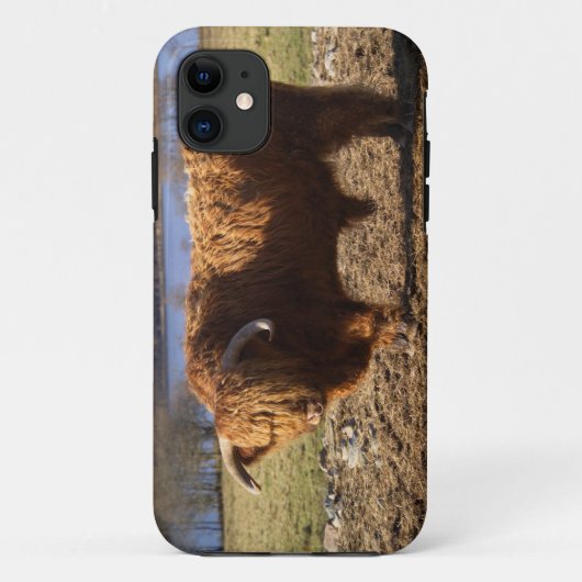 Hooglandrund Stier, Schotland Case-Mate iPhone Case (Achterkant)