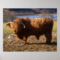 Hooglandrund Stier, Schotland