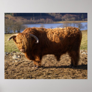 Hooglandrund Stier, Schotland Poster