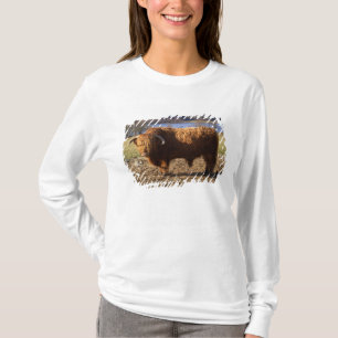 Hooglandrund Stier, Schotland T-shirt