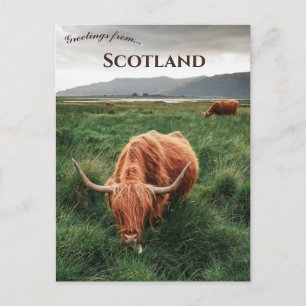 Hooglandrunderen Eiland Mull Schotland Briefkaart