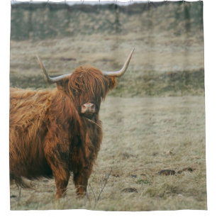 HOOGLANDSE KOE FOTO DOUCHEGORDIJN