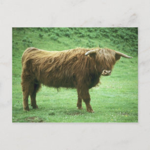 Hooglandstier, Mull, Binnen-Hebriden Briefkaart