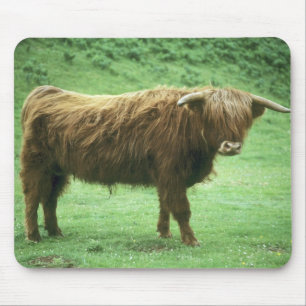 Hooglandstier, Mull-eiland, Binnen- Muismat