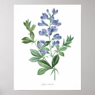 HOOGSTE KWALITEIT Botanische afdruk van Baptisia Poster