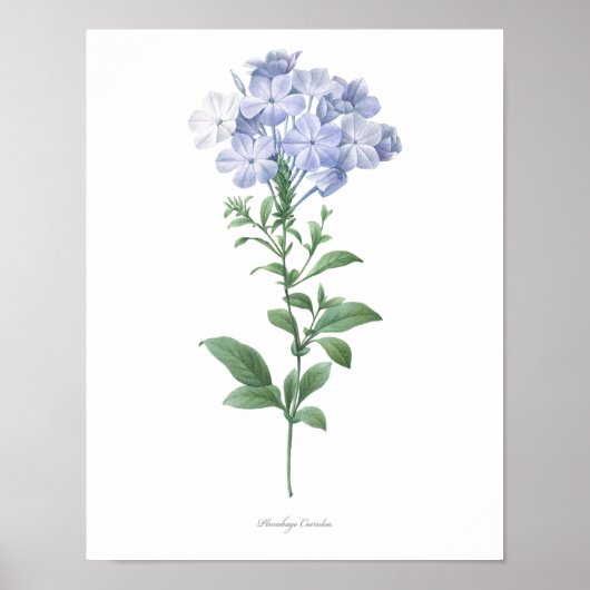 HOOGSTE KWALITEIT Botanische afdruk van Plumbago Poster (Voorkant)