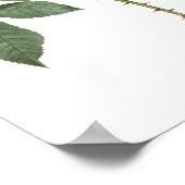 HOOGSTE KWALITEIT Botanische afdruk van Roos Adeli Poster (Hoek)