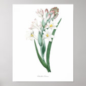 HOOGSTE KWALITEIT Botanische afdruk van Tuberose Poster (Voorkant)