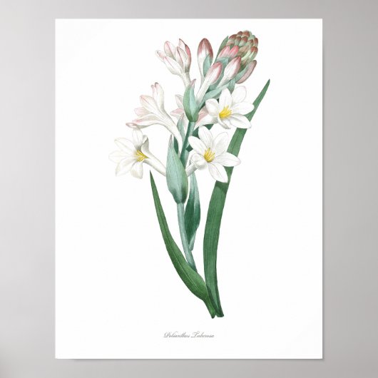 HOOGSTE KWALITEIT Botanische afdruk van Tuberose Poster (Voorkant)