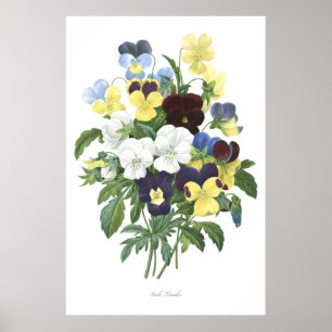 HOOGSTE KWALITEIT Botanische afdruk van Viola Tric Poster