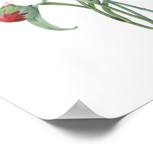 HOOGSTE KWALITEIT Botanische afdrukken van anjers Poster (Hoek)