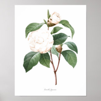 HOOGSTE KWALITEIT Botanische afdrukken van Camelli Poster