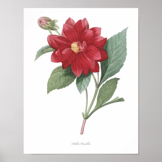 HOOGSTE KWALITEIT Botanische afdrukken van Dahlia Poster (Voorkant)