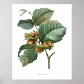 HOOGSTE KWALITEIT Botanische afdrukken van Filbert Poster (Voorkant)