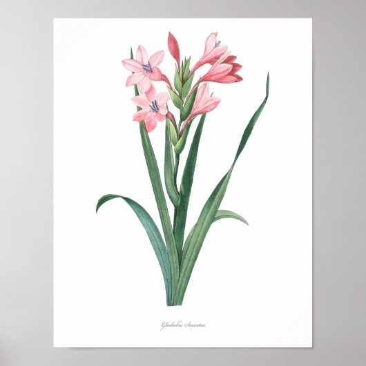 HOOGSTE KWALITEIT Botanische afdrukken van Gladiol Poster (Voorkant)