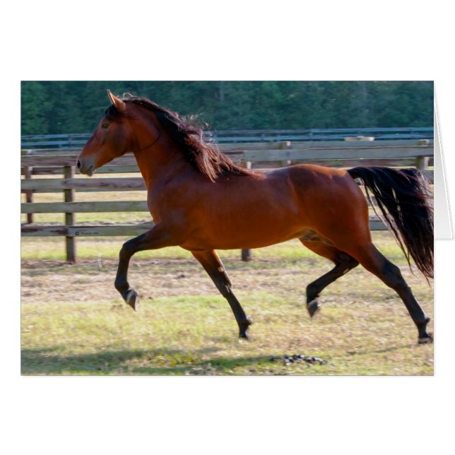 Hoogste overstap (Voorkant Horizontaal)