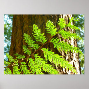 Hoogtepunten van een botanische kustmammoetboom poster