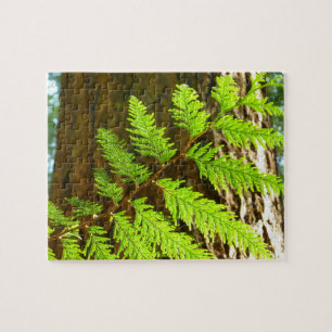 Hoogtepunten van een Redwood Tree Botanical Legpuzzel