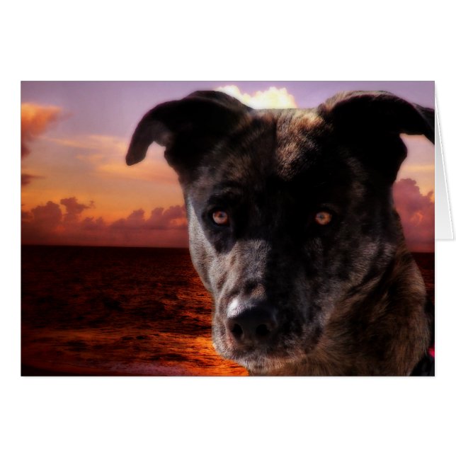 Hoop bezoekt de oceaan (Voorkant Horizontaal)