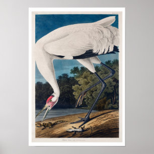 Hooping Crane by Audubon Poster
