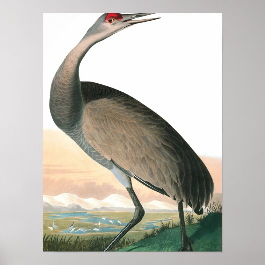 Hooping Crane van John James Audubon Poster (Voorkant)