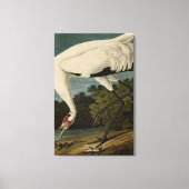 Hooping (Whooping) Crane, Audubon Birds of America Canvas Afdruk (Voorkant)