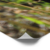 Hoopoe Feeding Nestling Poster (Hoek)