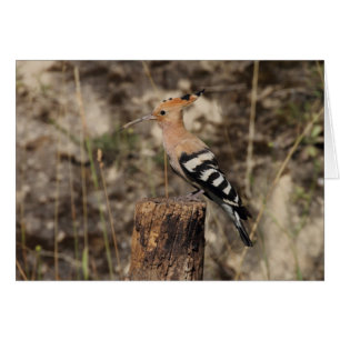Hoopoe Femme Sur Le Tronc