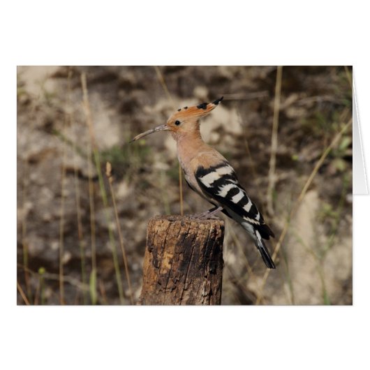 Hoopoe Femme Sur Le Tronc (Devant horizontal)