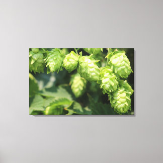 Hop Art: Wilde hop voor het huis van de bierliefhe Canvas Afdruk