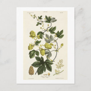 Hop Vine, van 'The Young Landsman', publiceerde Vi Briefkaart