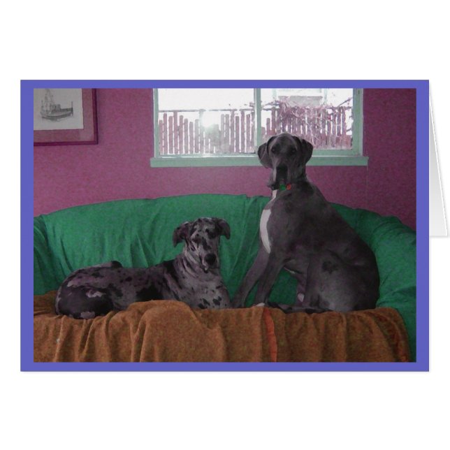 Hope en Hero Merle Great Danes (Voorkant Horizontaal)