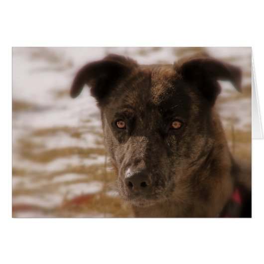 Hope German Shepherd, alle keren (Voorkant Horizontaal)