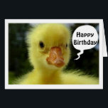 HOPE YOUR BIRTHDAY IS JUST DUCKY SAYS DUCKLING<br><div class="desc">THIS IS GREAT FOR ANY PERSON-FRIEND OR FAMILY-IN YOUR LIFE FOR "ANY BIRTHDAY" THEY MAY BE CELEBRATING FOR THIS DUCK IS SERIOUS... LOOK AT THAT FACE!</div>