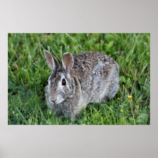 Hoppy Bunny Poster (Voorkant)