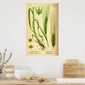 Hordeum Vulgare Barley Grass Poster (Keuken)