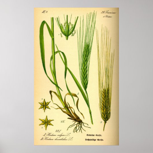 Hordeum Vulgare Barley Grass Poster (Voorkant)