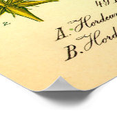 Hordeum Vulgare Barley Grass Poster (Hoek)