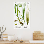 Hordeum Vulgare Barley Grass Poster (Keuken)
