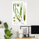Hordeum Vulgare Barley Grass Poster (Thuiskantoor)