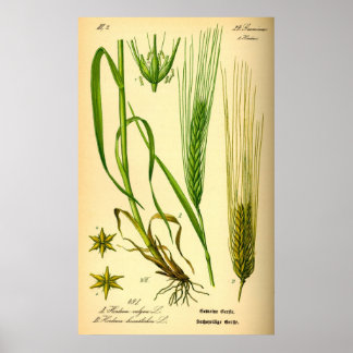 Hordeum Vulgare Poster d'orge