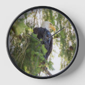 Horloge Bald Eagle perché dans Douglas Fir (Recto)