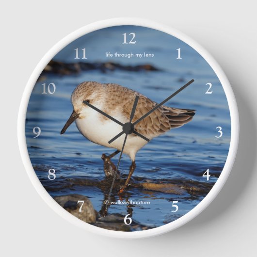 Horloge Bécasseau de Sable à sanderling mignon (Recto)
