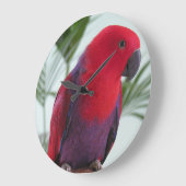 Horloge belle Eclectus perroquet rouge femelle ani (Angle)