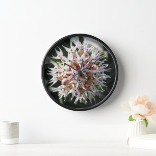 Horloge Brumeux blanc, Lait, Photographie Fleur