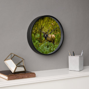Horloge Bull Roosevelt Elk